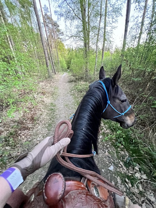 Stajnia Hariva – Lasy Mrozowskie