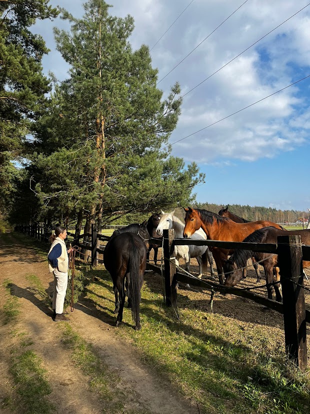 Stajnia Hariva – Lasy Mrozowskie